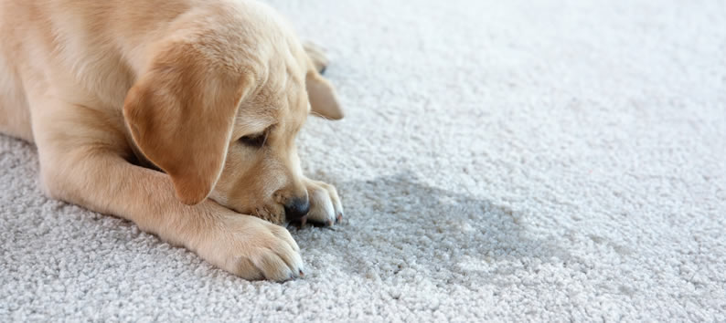 Should I Clean My Carpets? | Grout Magnificent