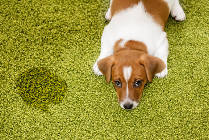 pet stains on carpet